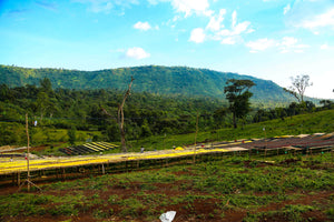ETHIOPIAN NATURAL - BUNCHO STATION