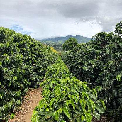 COSTA RICA - LAS LAJAS - ANAEROBIC HONEY