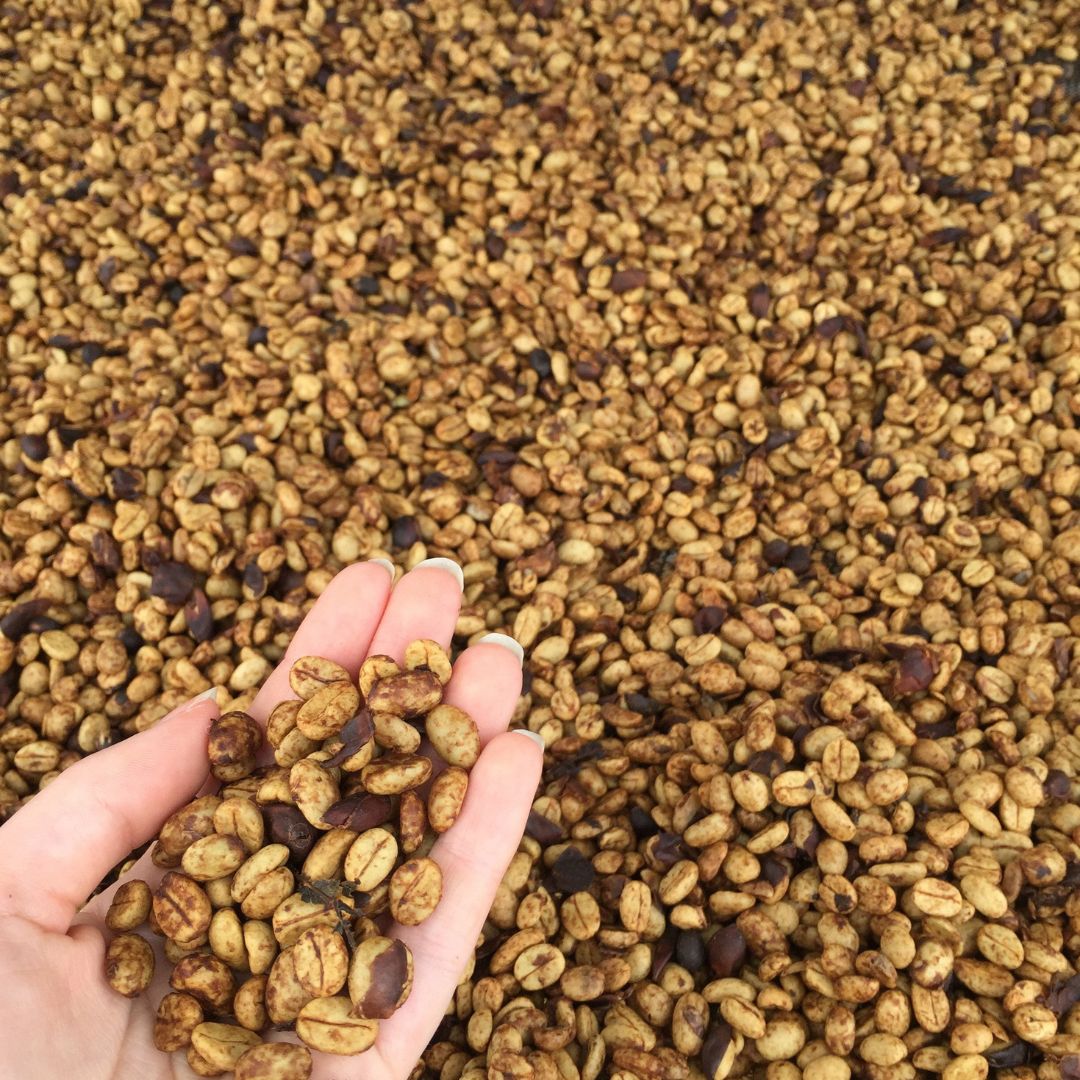 COSTA RICA - LAS LAJAS - ANAEROBIC HONEY