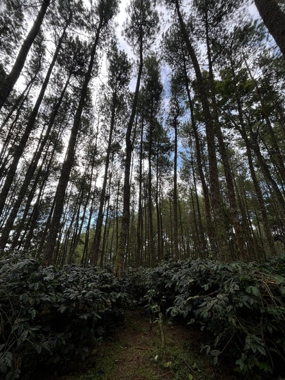 INDONESIA - IJEN HIGHLANDS - NATURAL