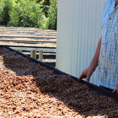 COSTA RICA - LAS LAJAS - ANAEROBIC HONEY