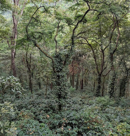 INDIA CRYSTAL VALLEY - HONEY PROCESS