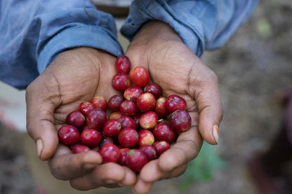 INDIA CRYSTAL VALLEY - HONEY PROCESS