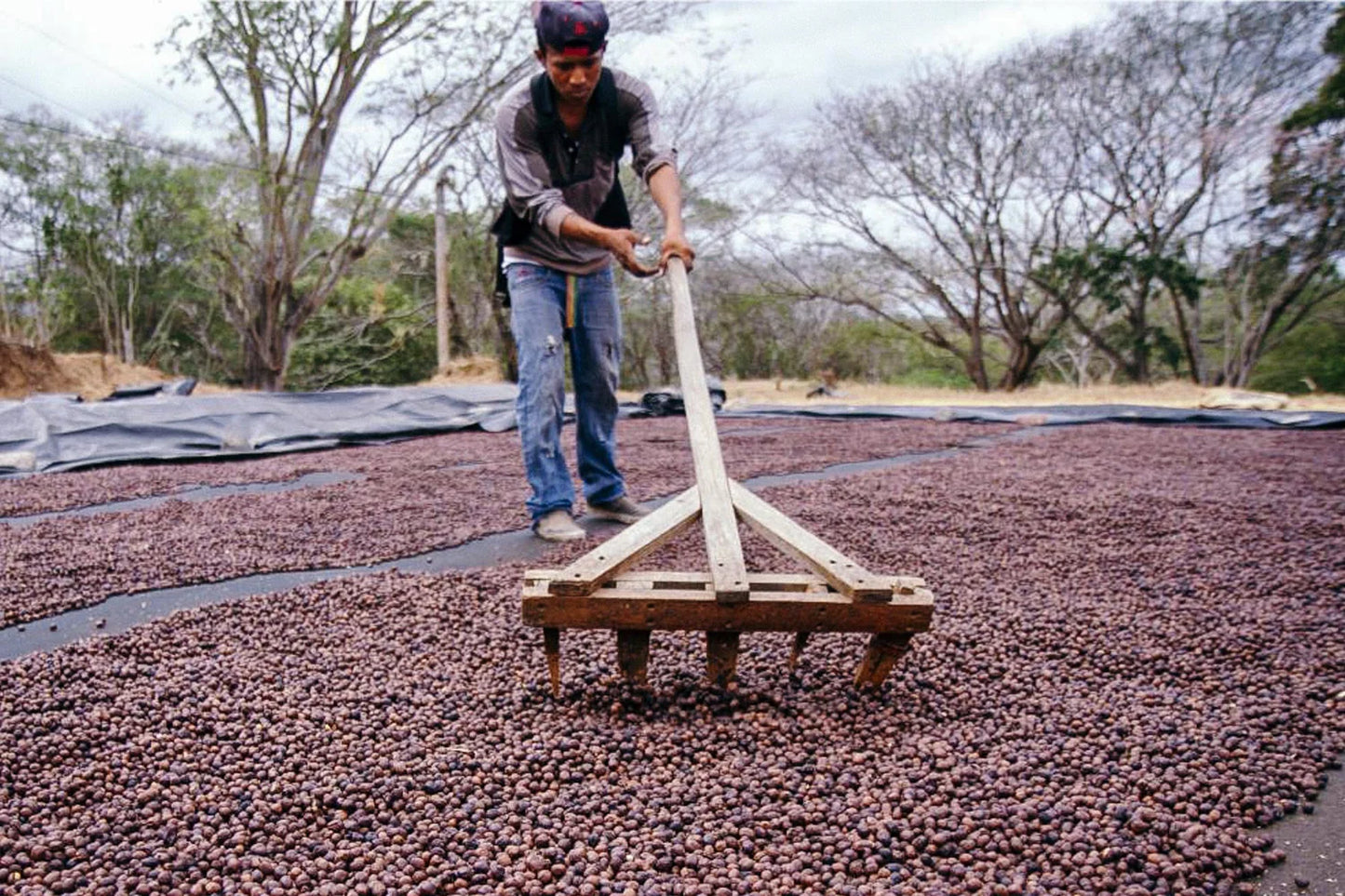NICARAGUA - BETHANIA HORTENSIA - WASHED