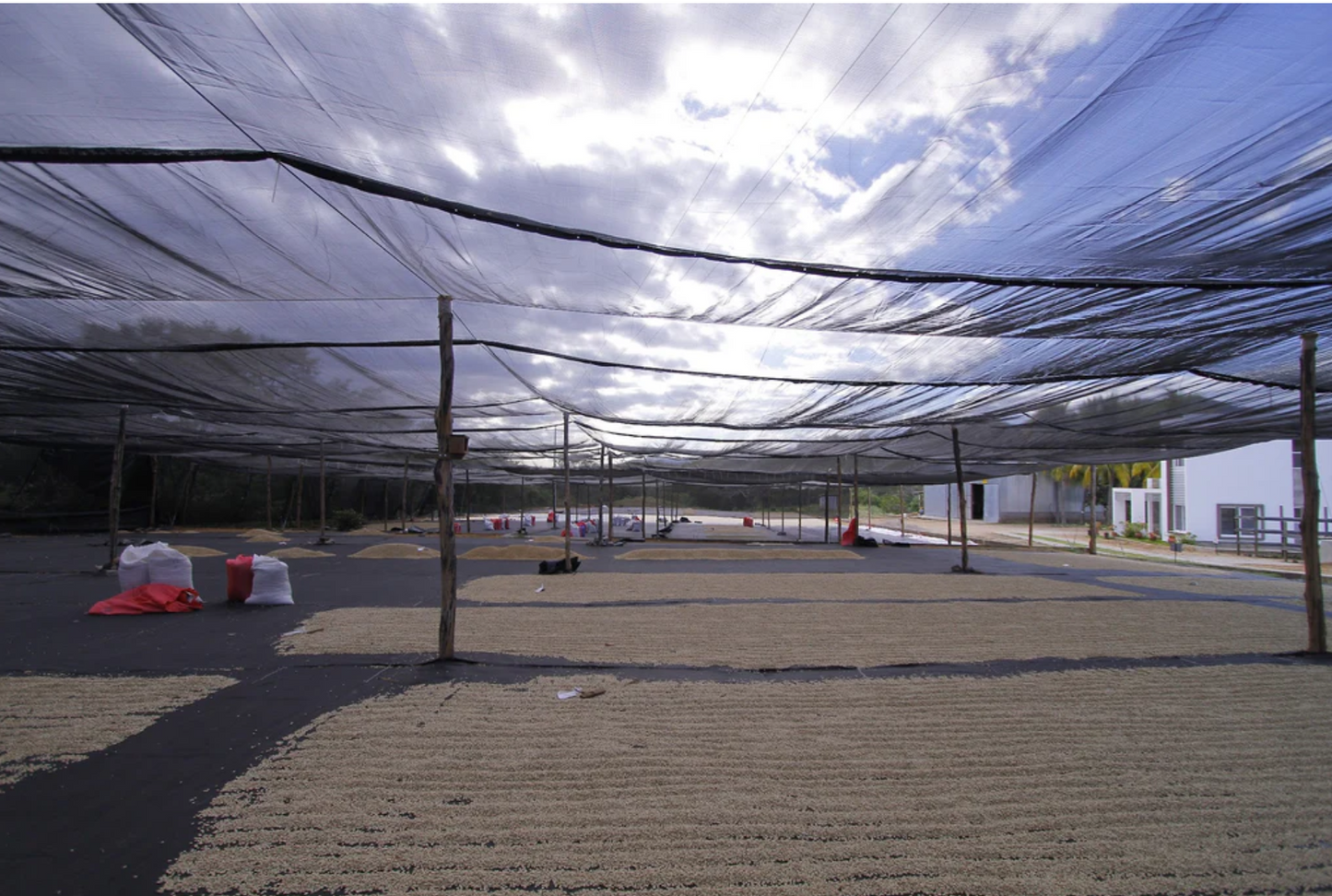 NICARAGUA - BETHANIA HORTENSIA - WASHED
