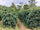 LAOS - Phetlamaka Estate, Carbonic Natural